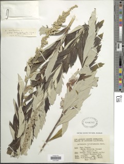 Image of Artemisia heterophylla