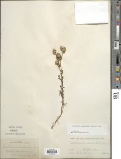 Matricaria occidentalis image