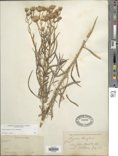 Senecio flaccidus var. douglasii image