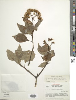 Nelsonianthus epiphyticus image