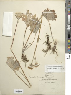 Cacaliopsis nardosmia image