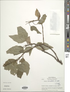 Nelsonianthus epiphyticus image