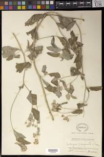 Gutenbergia cordifolia var. cordifolia image