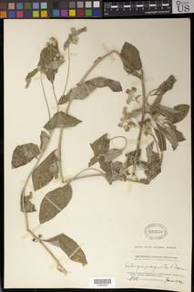 Gutenbergia cordifolia image