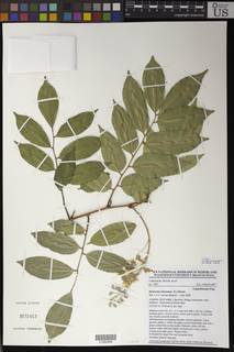 Image of Myroxylon balsamum