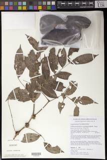 Image of Gilbertiodendron quinquejugum