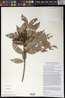 Image of Gilbertiodendron ecoukense