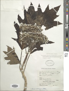 Telanthophora arborescens image