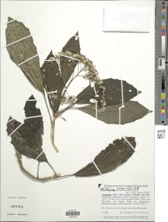 Telanthophora molinae image