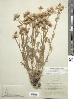 Packera eurycephala image