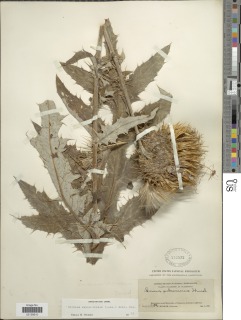 Cirsium subcoriaceum image
