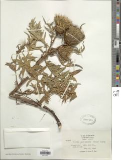 Image of Cirsium quercetorum