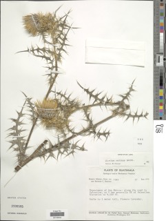 Cirsium radians image