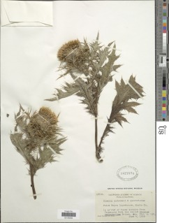 Image of Cirsium andrewsii