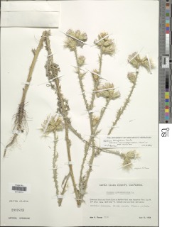 Carduus tenuiflorus image