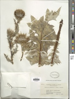 Cirsium andrewsii image