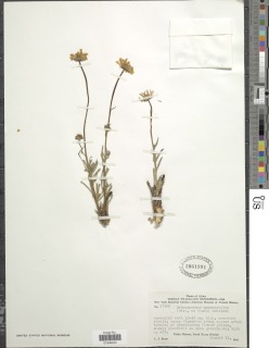 Image of Osteospermum monocephalum