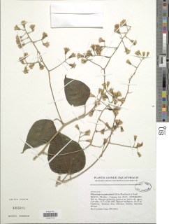 Mikaniopsis paniculata image