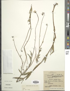 Osteospermum monocephalum image