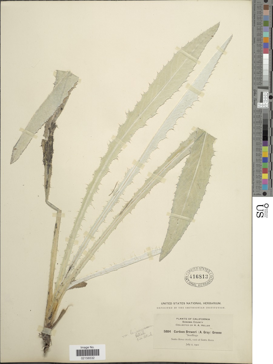Cirsium douglasii var. breweri image