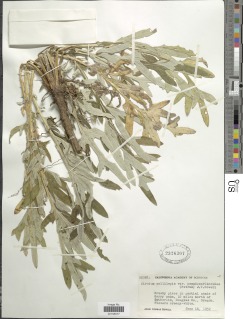 Cirsium remotifolium var. odontolepis image