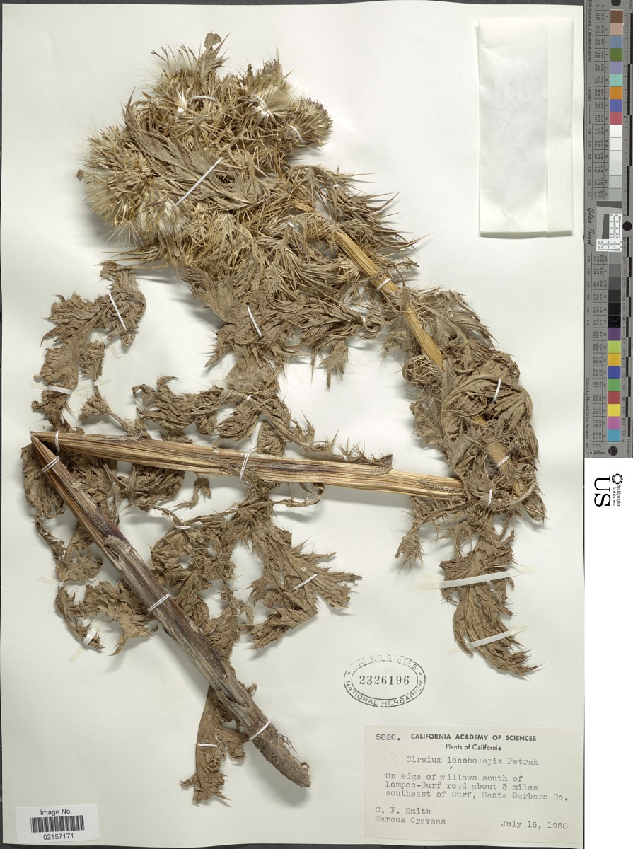 Cirsium scariosum var. loncholepis image