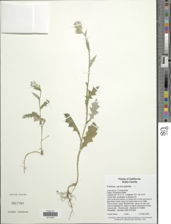 Carduus pycnocephalus image