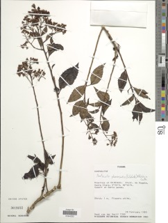 Pentacalia phanerandra image