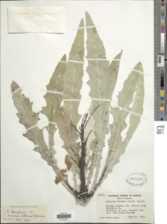 Image of Cirsium douglasii