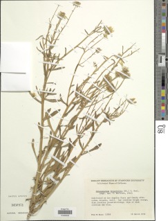Image of Osteospermum hyoseroides