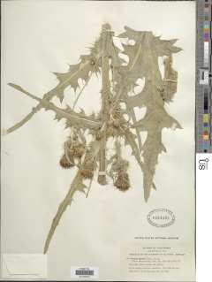 Cirsium douglasii image