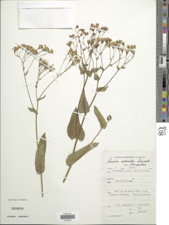 Senecio latifolius image