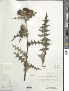 Cirsium nigriceps image