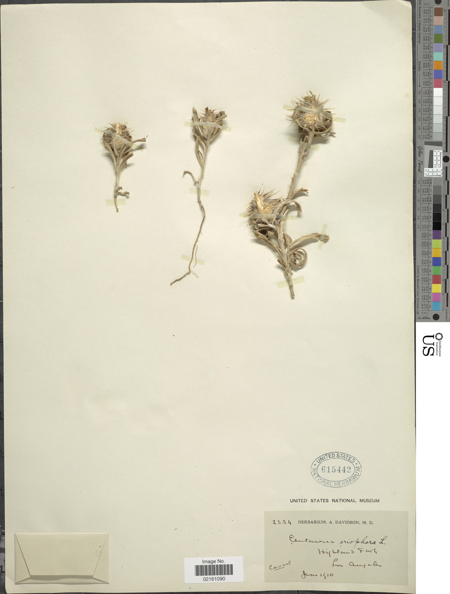 Centaurea eriophora image