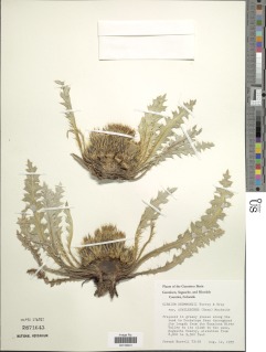 Image of Cirsium drummondii