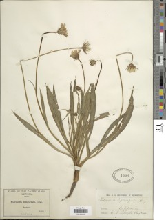 Microseris laciniata subsp. leptosepala image