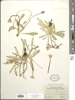 Taraxacum californicum image