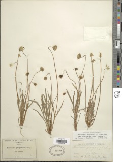 Microseris douglasii subsp. platycarpha image