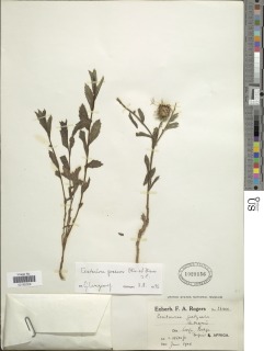Centaurea praecox image