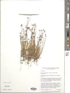 Microseris douglasii subsp. tenella image