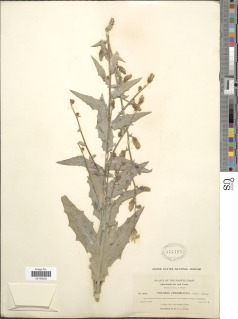 Stephanomeria cichoriacea image