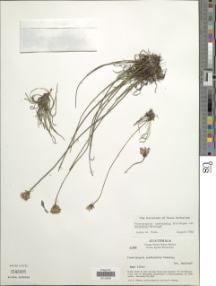 Pinaropappus spathulatus image