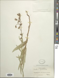 Lactuca tatarica subsp. pulchella image