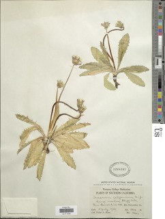 Taraxacum californicum image