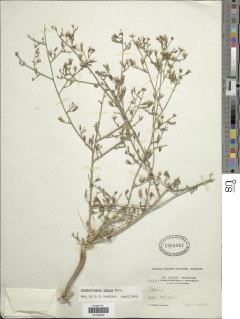 Stephanomeria exigua image