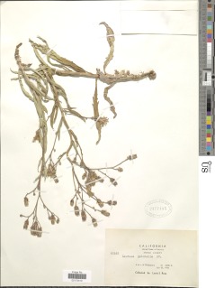 Lactuca tatarica subsp. pulchella image