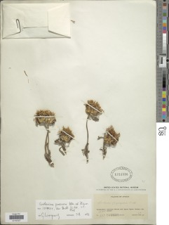 Image of Centaurea praecox