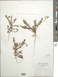Hedypnois rhagadioloides subsp. rhagadioloides image