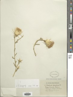 Image of Centaurea senegalensis