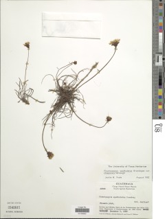 Pinaropappus spathulatus image